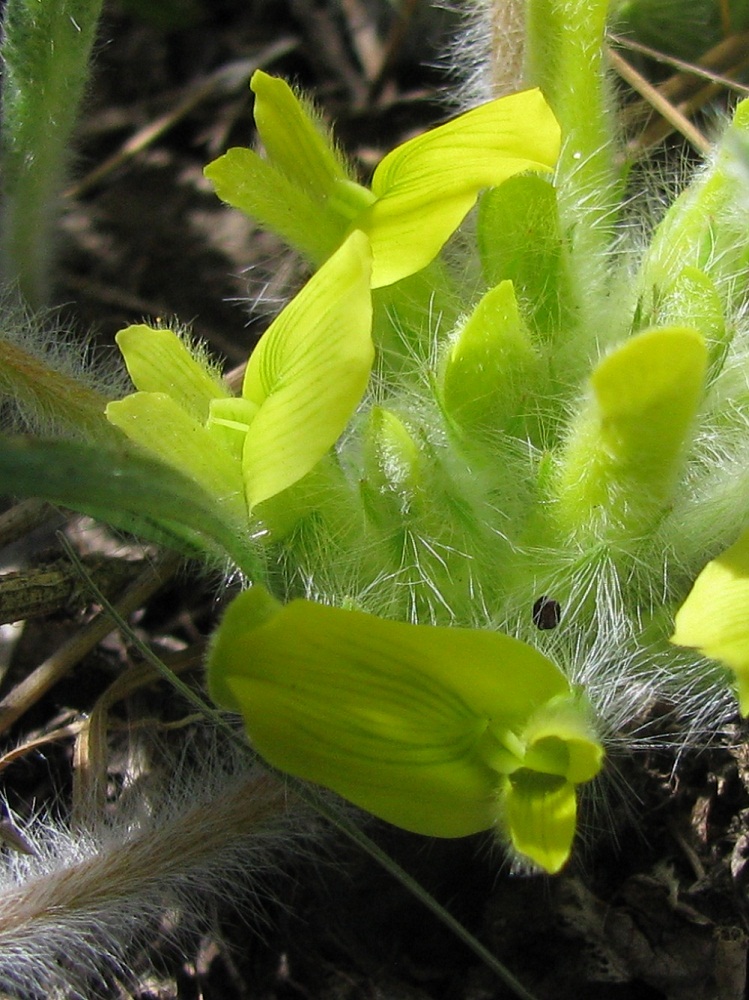 Изображение особи Astragalus pubiflorus.