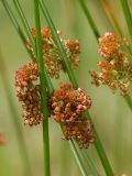 Juncus effusus