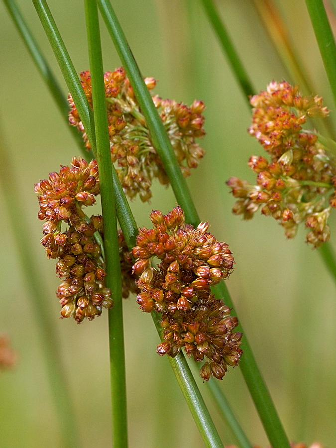 Изображение особи Juncus effusus.