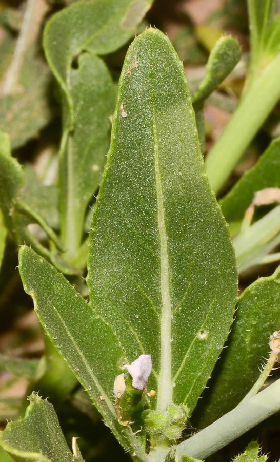 Изображение особи Diplotaxis acris.