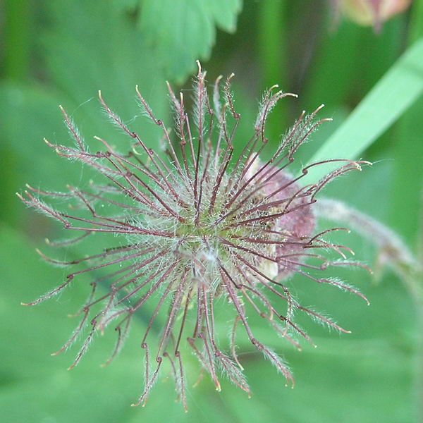 Image of Geum rivale specimen.