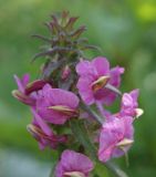 Pedicularis resupinata