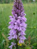 Dactylorhiza maculata. Часть соцветия. Украина, Киевская обл., Киево-Святошинский р-н, окр. г. Боярка, заливной луг по соседству с ольховым лесом. Июнь 2010 г.