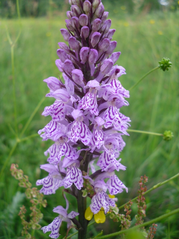 Image of Dactylorhiza maculata specimen.