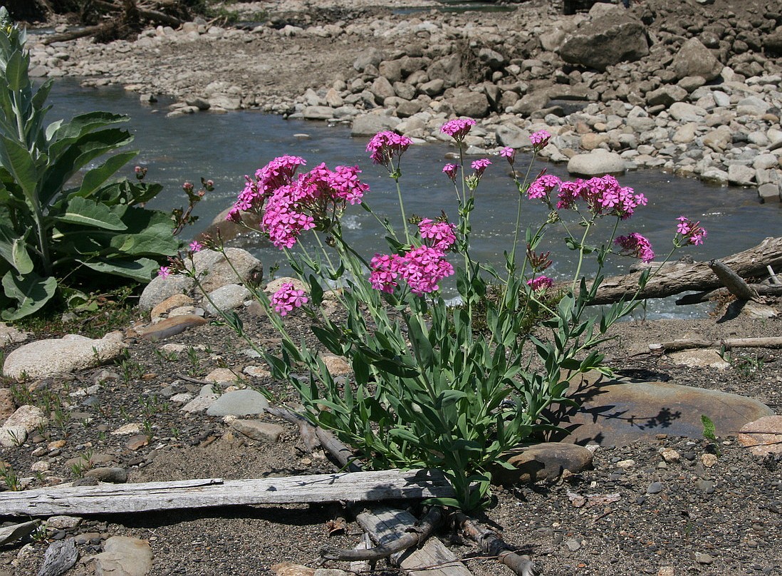 Изображение особи Silene compacta.