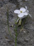 Arabis caucasica