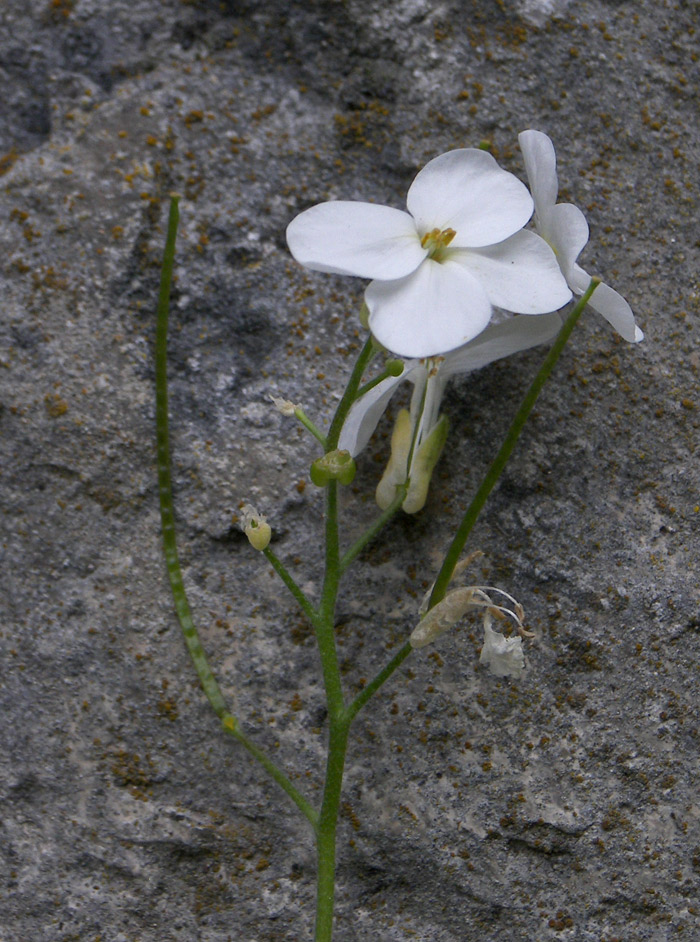 Image of Arabis caucasica specimen.