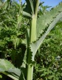 Sonchus arvensis ssp. uliginosus