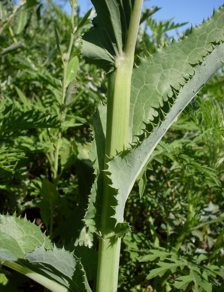 Изображение особи Sonchus arvensis ssp. uliginosus.