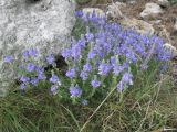 Veronica capsellicarpa