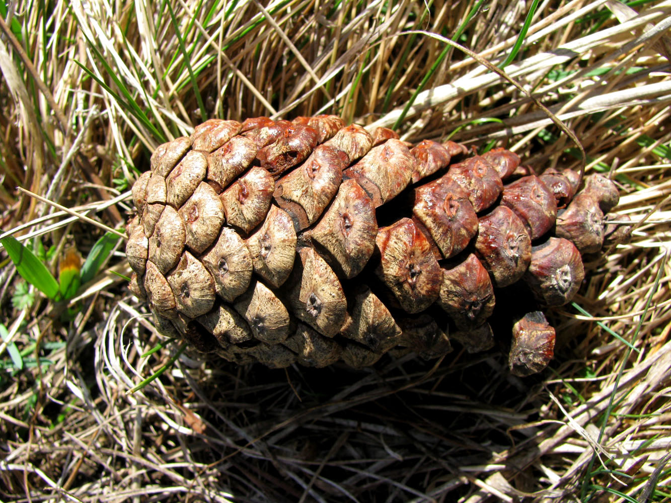 Image of Pinus pallasiana specimen.