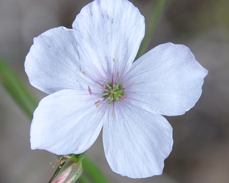 Image of Linum tenuifolium specimen.