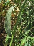 Stachys atherocalyx