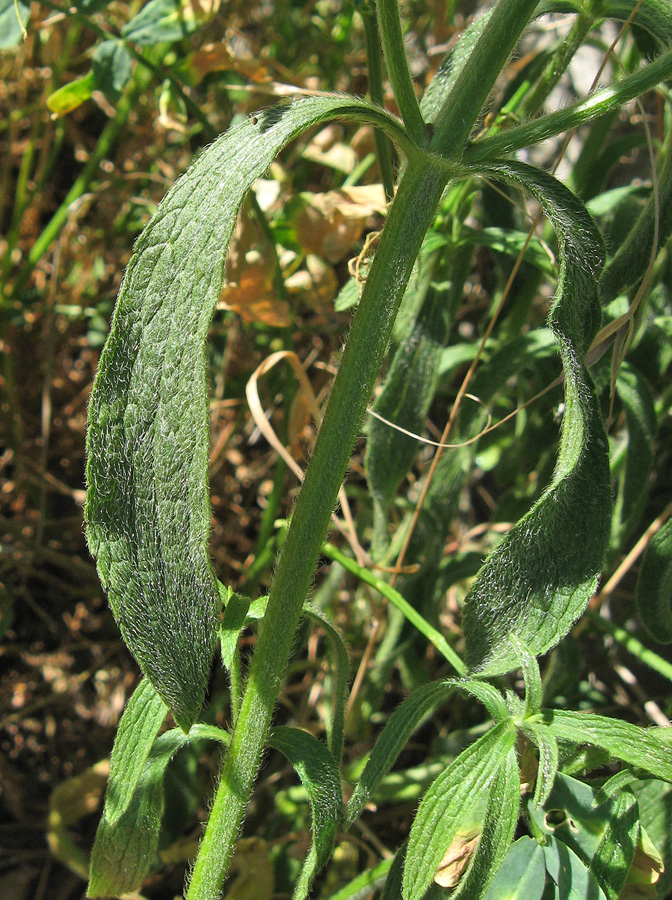 Изображение особи Stachys atherocalyx.