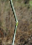 Elytrigia nodosa