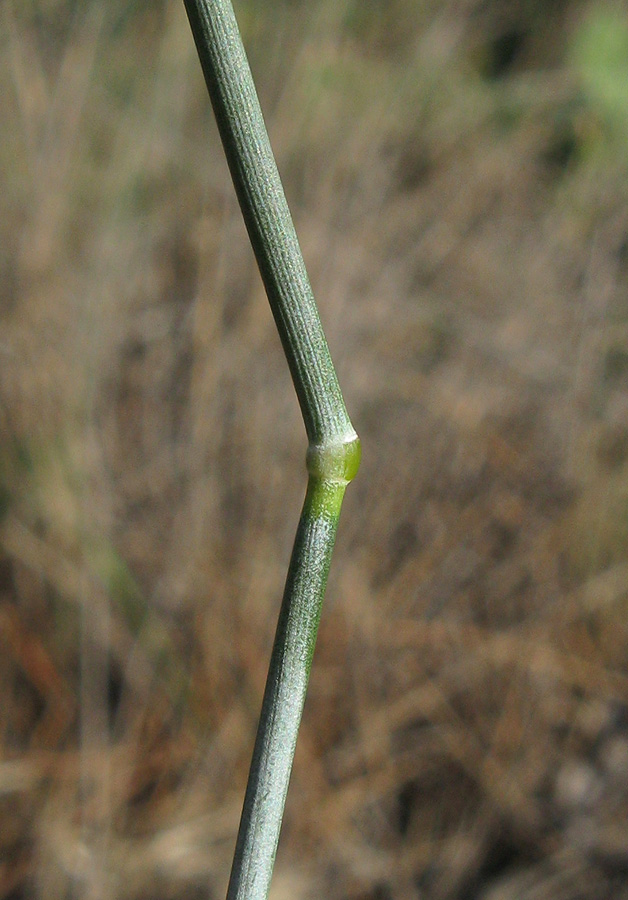 Изображение особи Elytrigia nodosa.