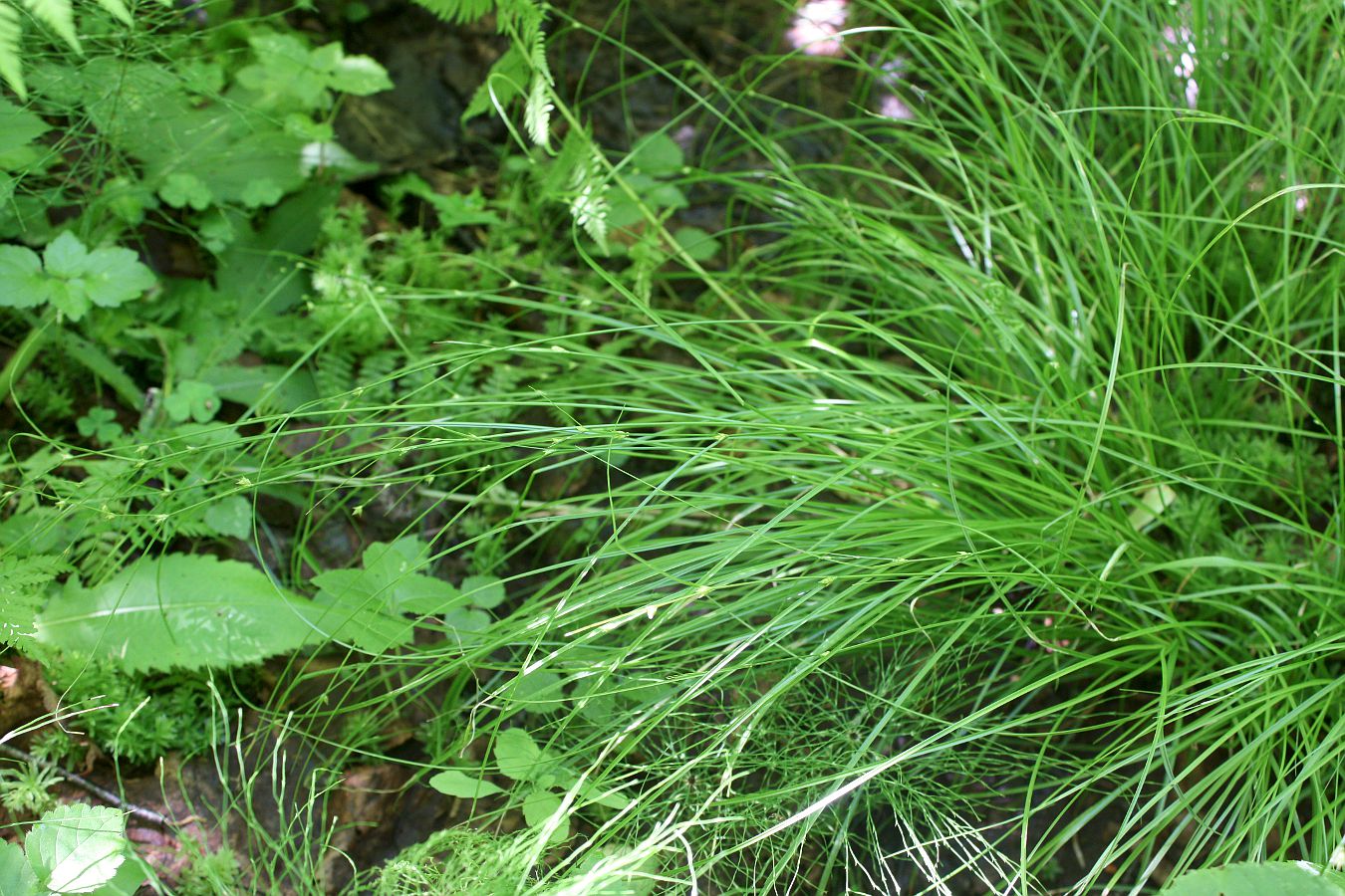 Image of Carex remota specimen.