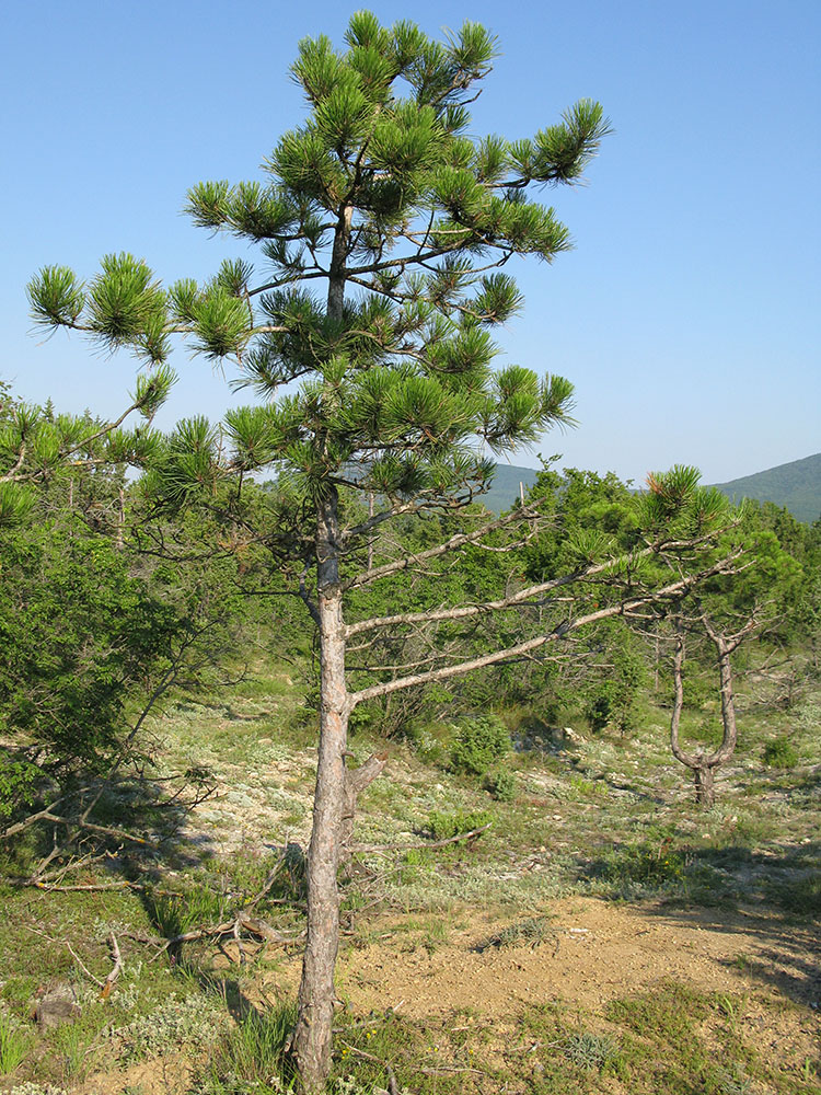 Image of Pinus pallasiana specimen.