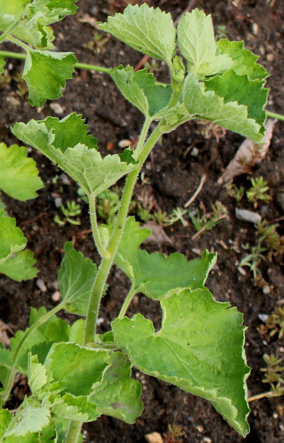 Image of Boykinia rotundifolia specimen.