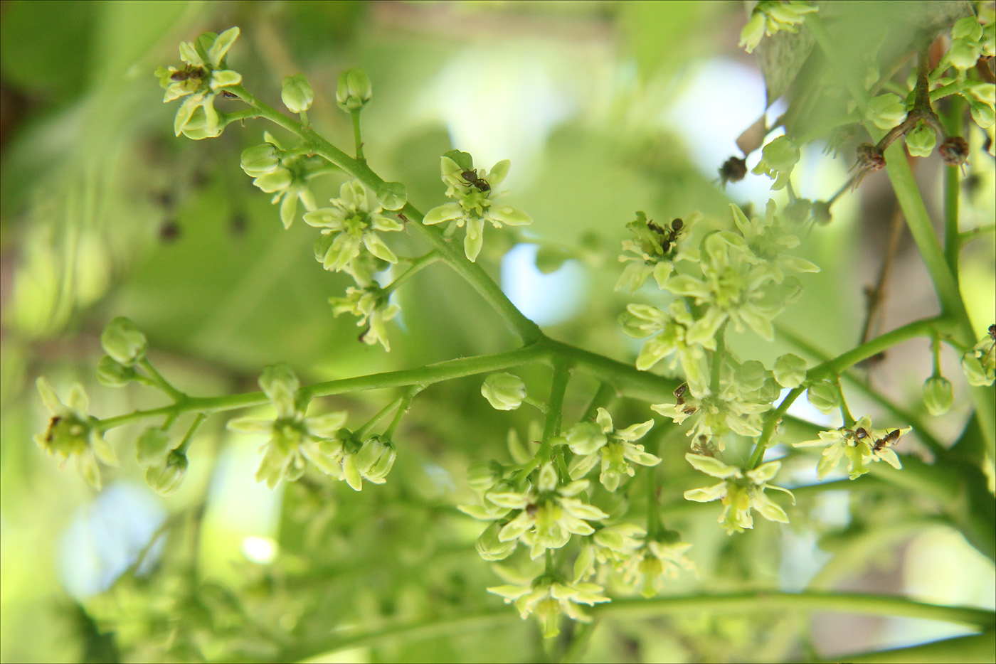 Изображение особи Ailanthus altissima.