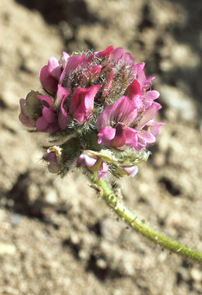 Image of Oxytropis microsphaera specimen.