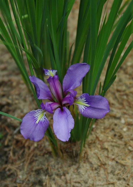 Изображение особи Iris pontica.