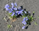 Campanula lasiocarpa. Цветущие растения. Камчатский край, Ключевская группа вулканов, Толбачинский дол. 19.07.2013.