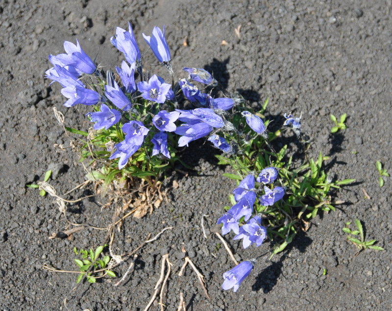 Изображение особи Campanula lasiocarpa.