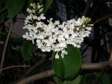 Syringa vulgaris