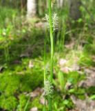 Carex vaginata. Средняя часть побегов с цветущими женскими колосками. Костромская обл., Кадыйский р-н, заболоченный лес. 18.05.2013.