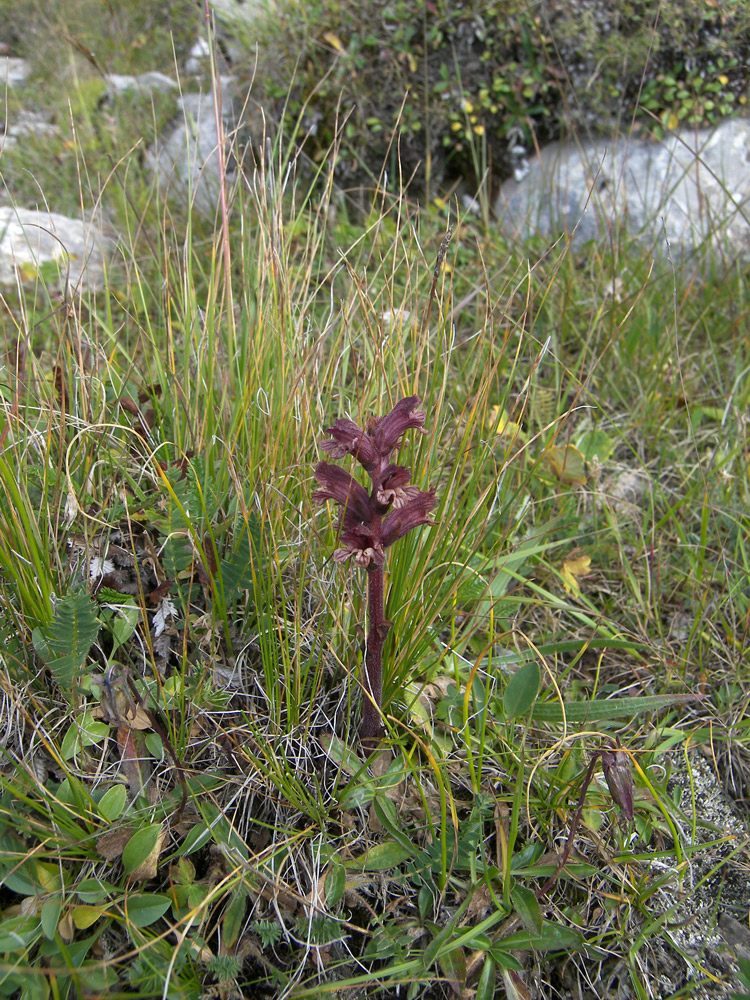 Изображение особи Orobanche campanulae.