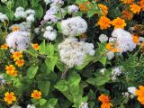 Ageratum houstonianum