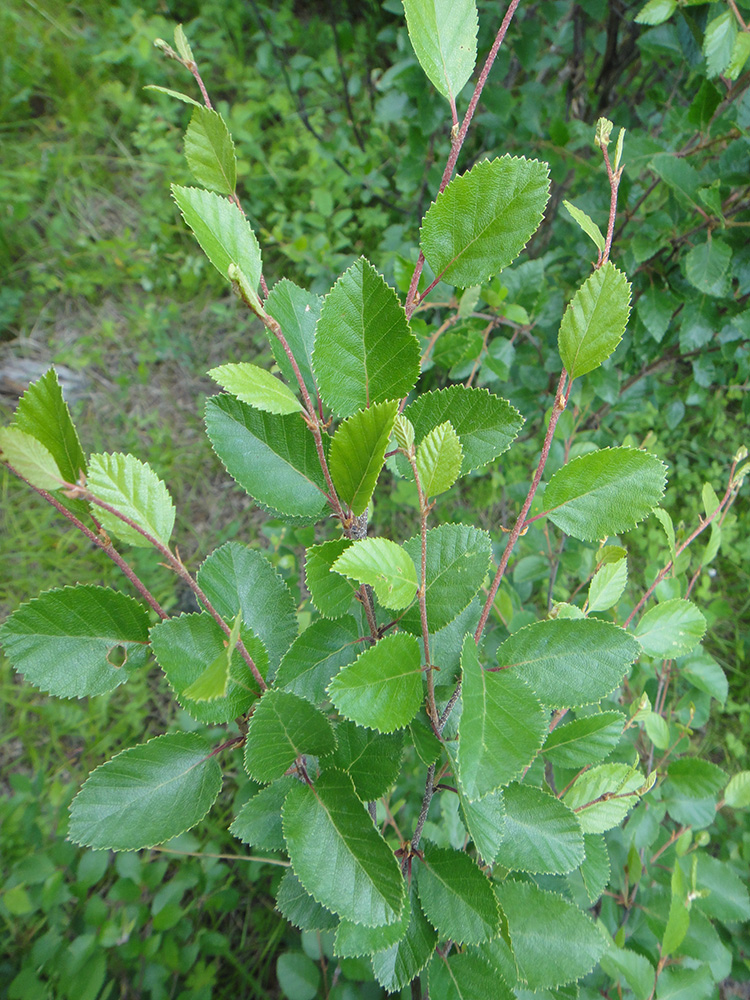 Изображение особи Betula fruticosa.