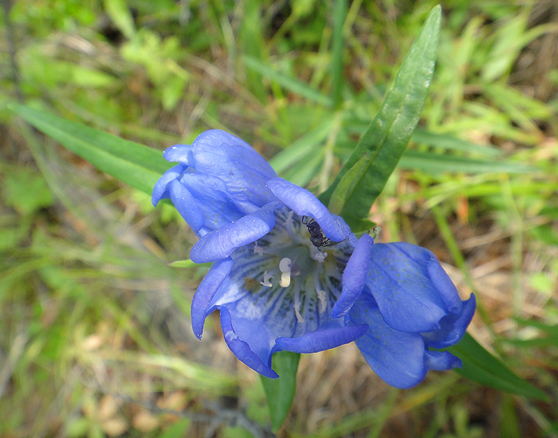 Image of Gentiana triflora specimen.