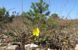 Helianthemum ovatum. Цветущее и плодоносящее растение. Краснодарский край, г. Новороссийск, пер. Волчьи ворота, каменистый склон горы. 12.10.2013.