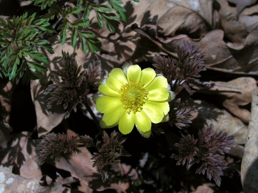 Image of Adonis amurensis specimen.