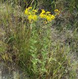 Senecio erucifolius. Цветущее растение. Иркутская обл., сухой луг в окр. Иркутска. Июль 2013 г.
