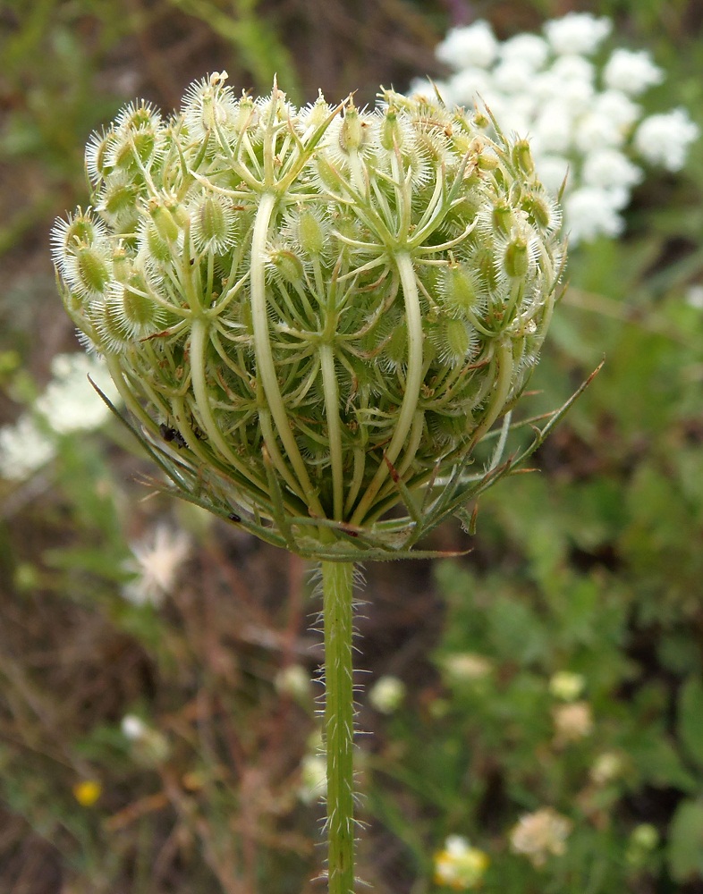 Image of Daucus carota specimen.