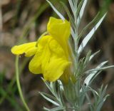 Cymbaria daurica. Часть побега с цветком. Иркутская обл., Усть-Ордынский р-н, в редколесье на горе Булен. 15.07.2013.