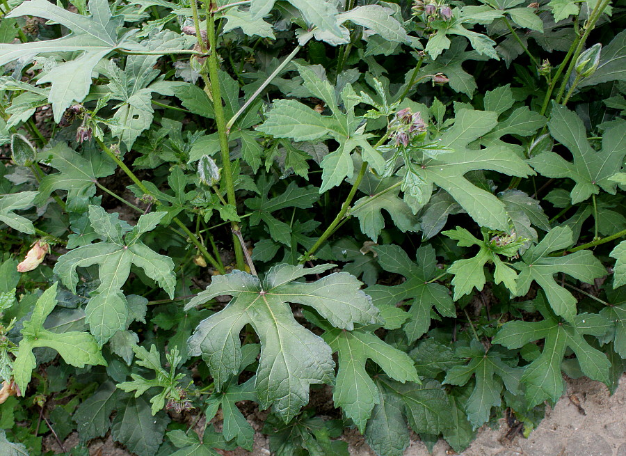 Изображение особи Hibiscus esculentus.