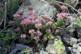 Pseudosedum karatavicum. Цветущее растение. Южный Казахстан, хр. Каржантау, верховья ущ. Кызылбулак. 08.06.2013.