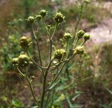 Hieracium umbellatum. Верхушка растения с бутонами. Курская обл., Железногорский р-н, ур. Кармановская дача, у ж. д. 24 июля 2007 г.