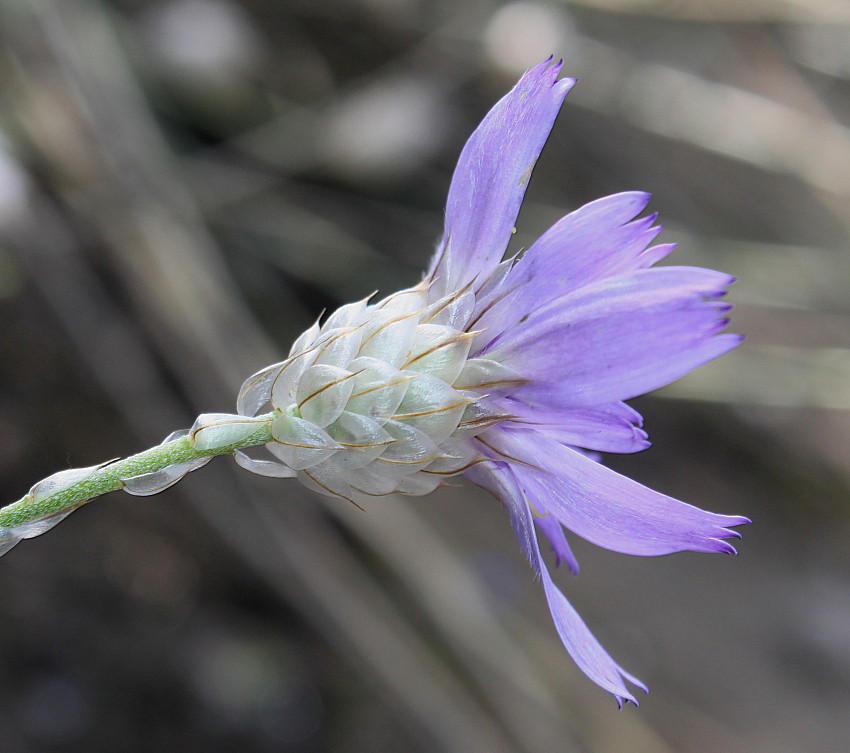 Image of Catananche caerulea specimen.