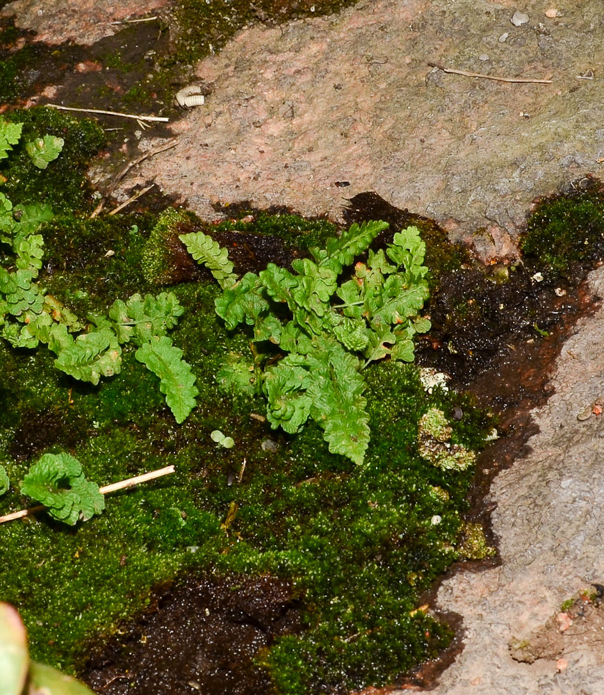 Image of Woodsia alpina specimen.