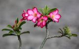 Adenium obesum