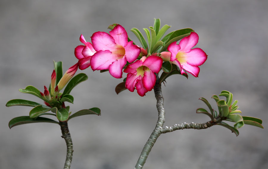 Image of Adenium obesum specimen.