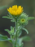 Inula britannica. Верхушка растения с соцветиями. Ростовская обл., Аксайский р-н, окр. хут. Александровка. 20.07.2013.