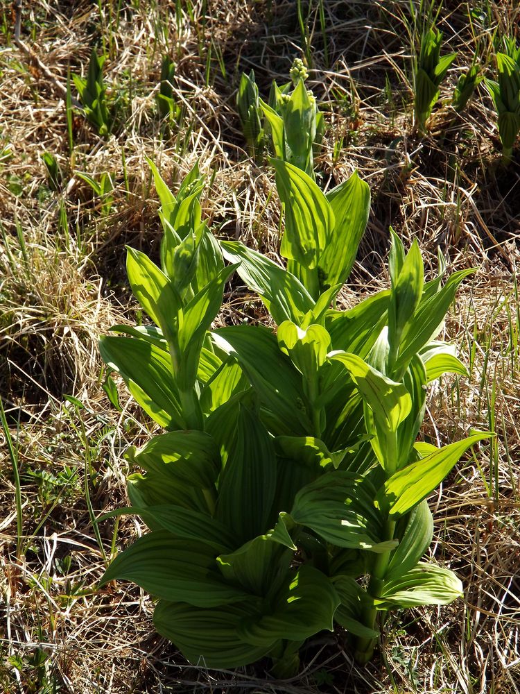 Image of Veratrum misae specimen.