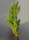 Cryptomeria japonica