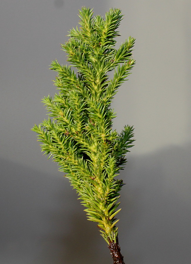 Изображение особи Cryptomeria japonica.